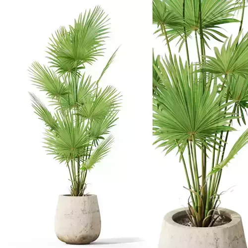 Plants collection 1078