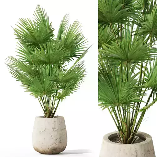 Plants collection 1079