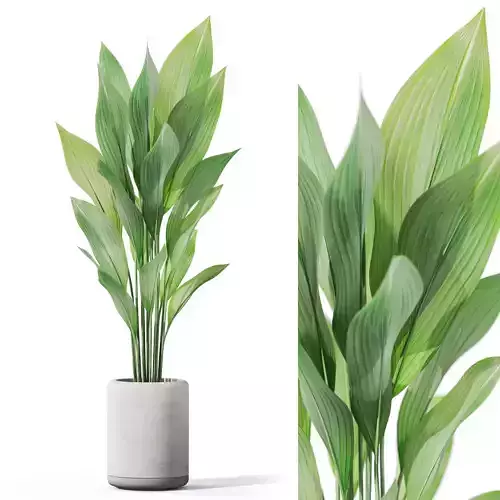 Plants collection 1080