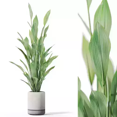 Plants collection 1081 3D model