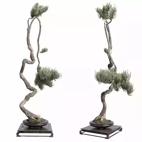 bonsai old metal Pot - Indoor Plants set 470