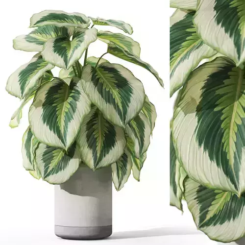 Plants collection 1084 3D model