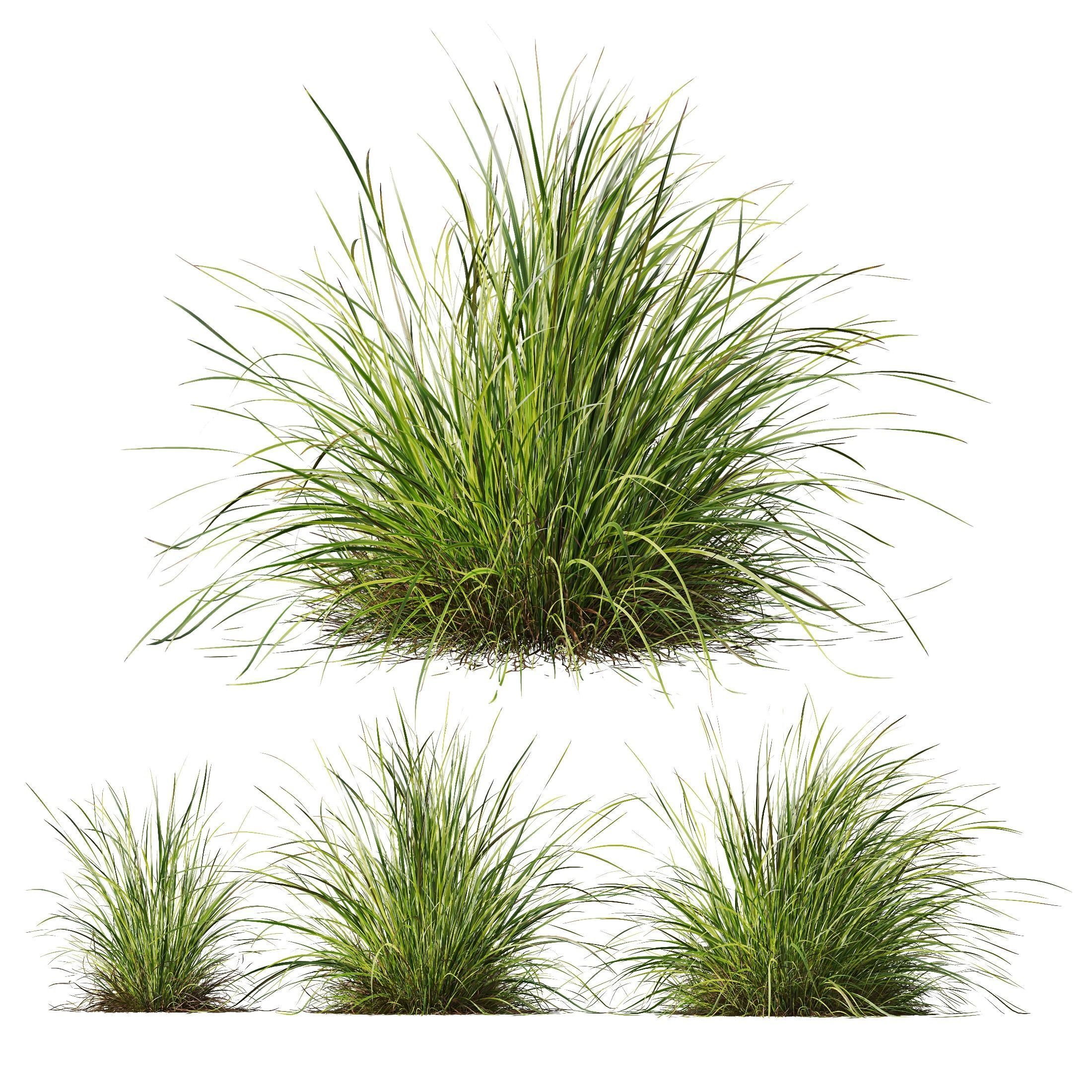 Libertia Grandiflora Grass and Carex Elata Aurea Grass 3D model_7