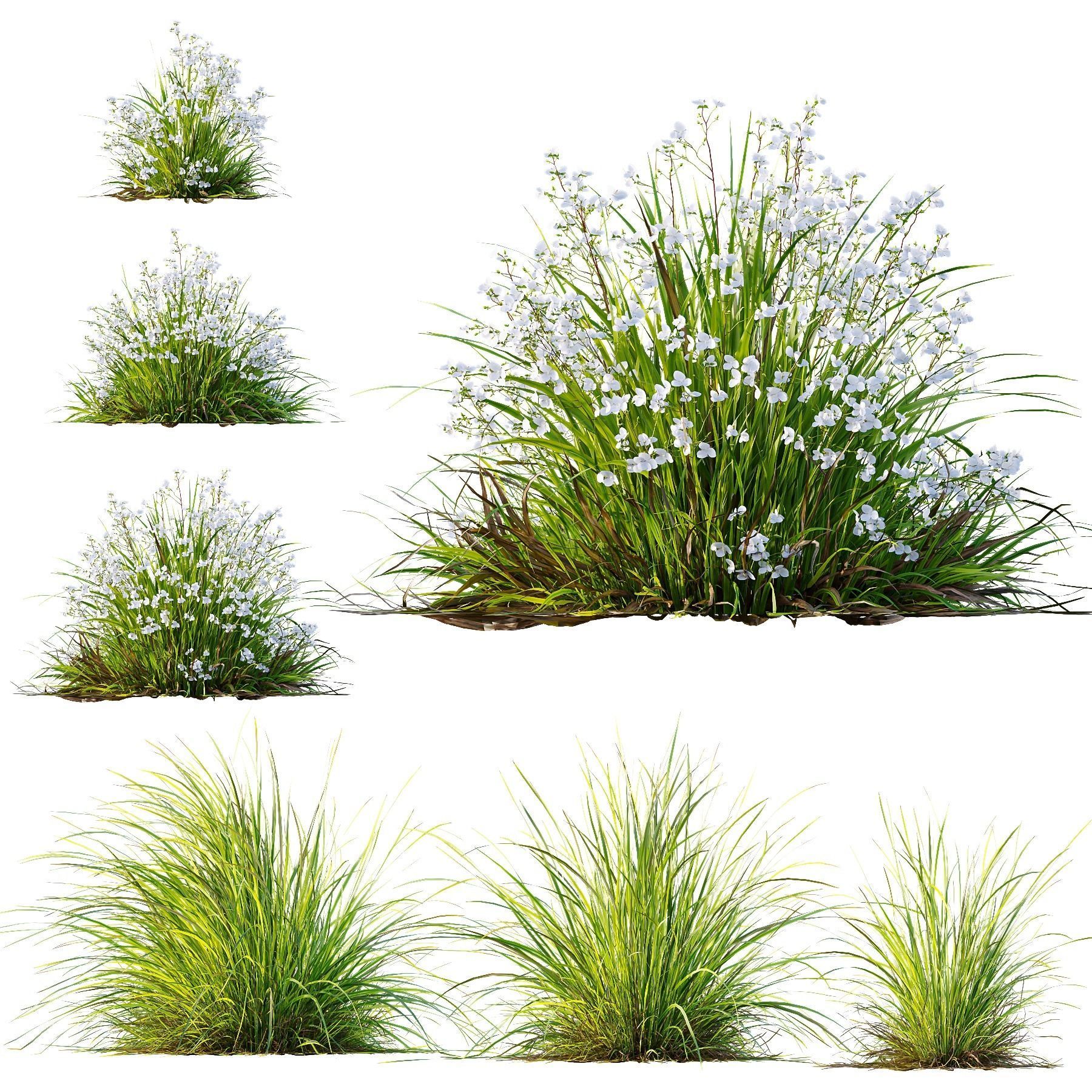 Libertia Grandiflora Grass and Carex Elata Aurea Grass 3D model_1