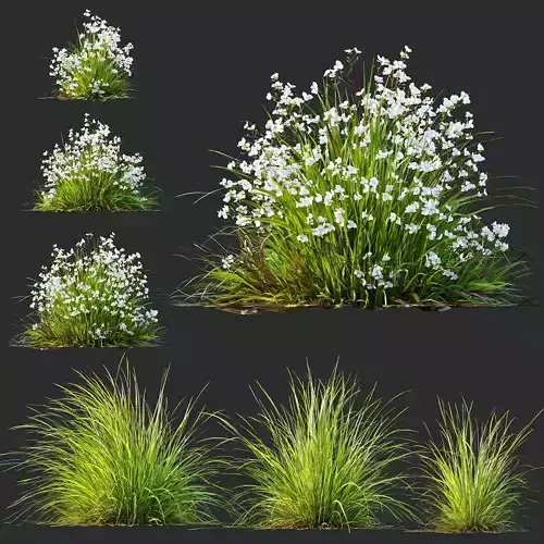 Libertia Grandiflora Grass and Carex Elata Aurea Grass 3D model Libertia Grandiflora Grass and Carex Elata Aurea Grass 3D model