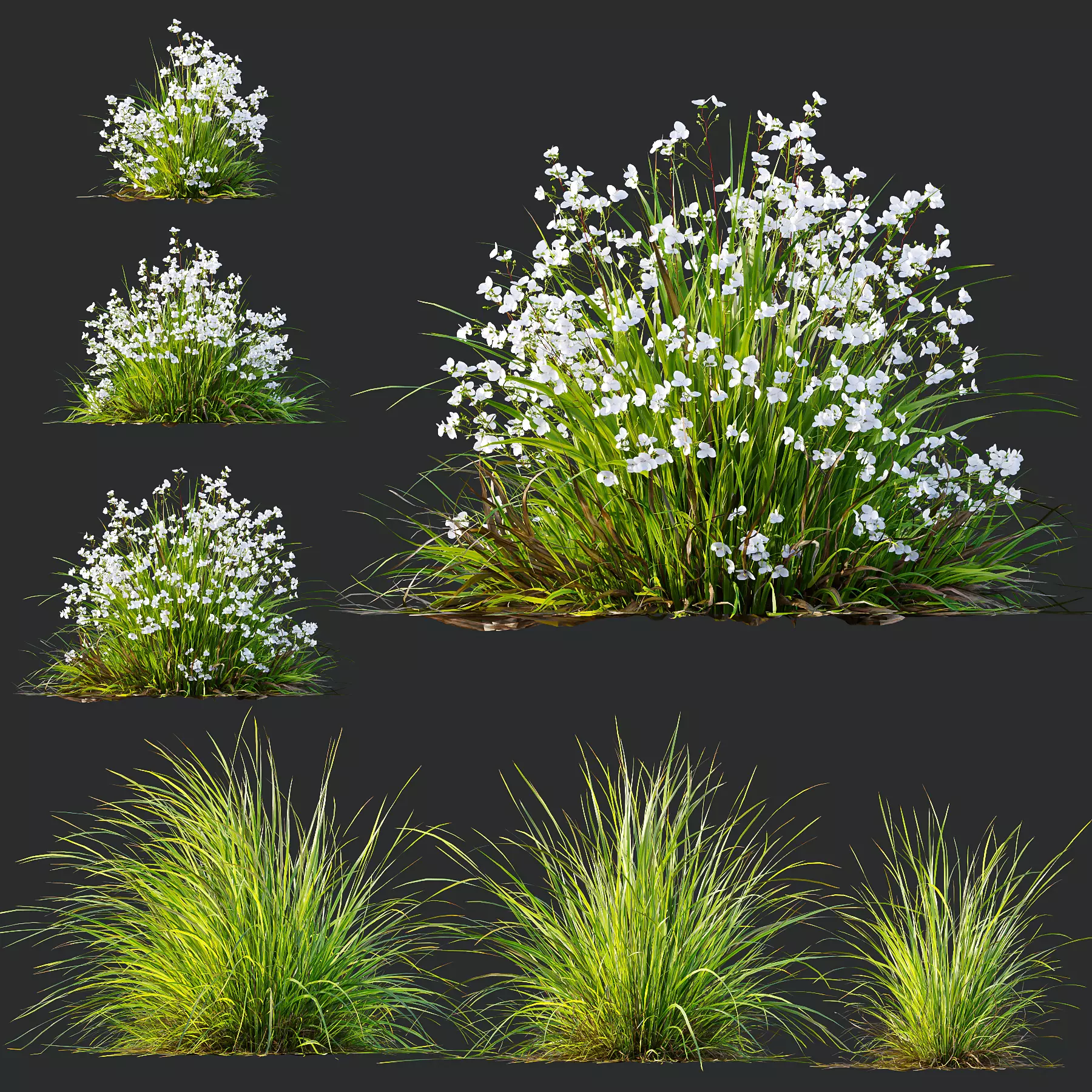 Libertia Grandiflora Grass and Carex Elata Aurea Grass 3D model_0
