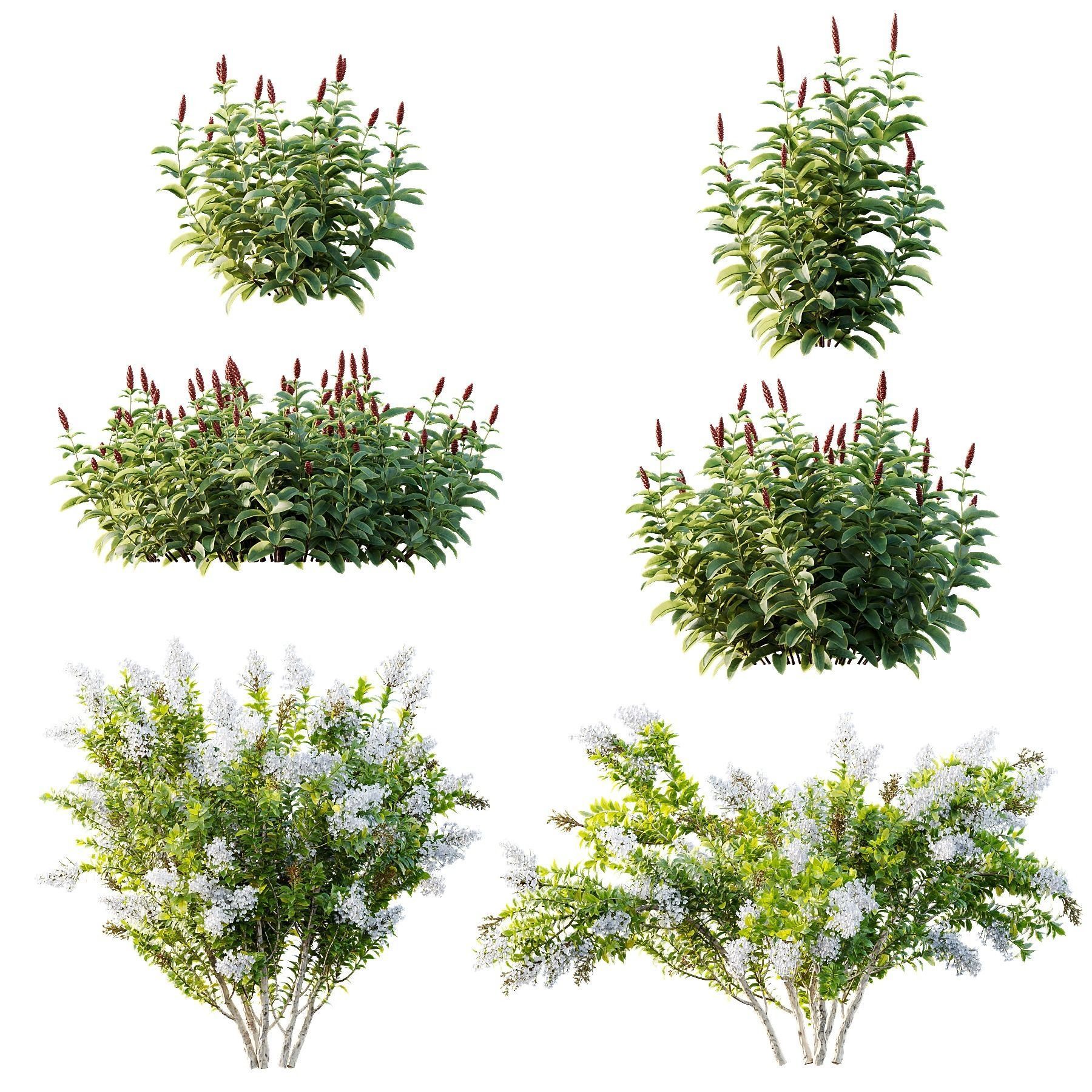 Myrtle White Flower little and Malay Ginger 3D model_1