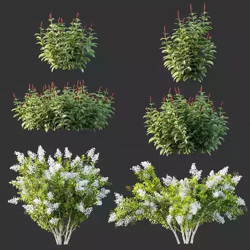 Myrtle White Flower little and Malay Ginger 3D model