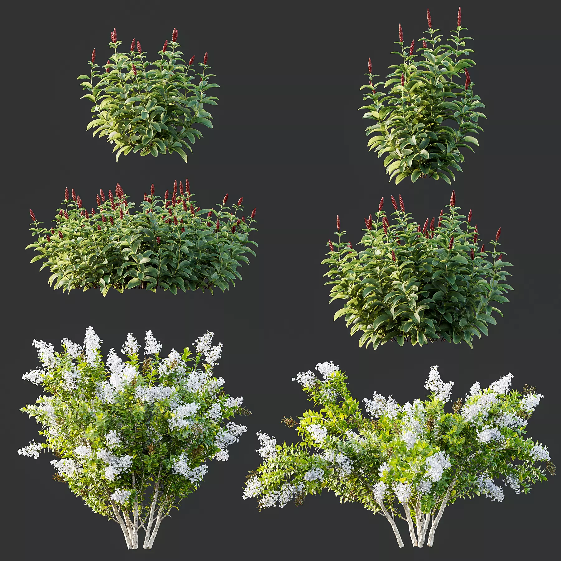 Myrtle White Flower little and Malay Ginger 3D model_0
