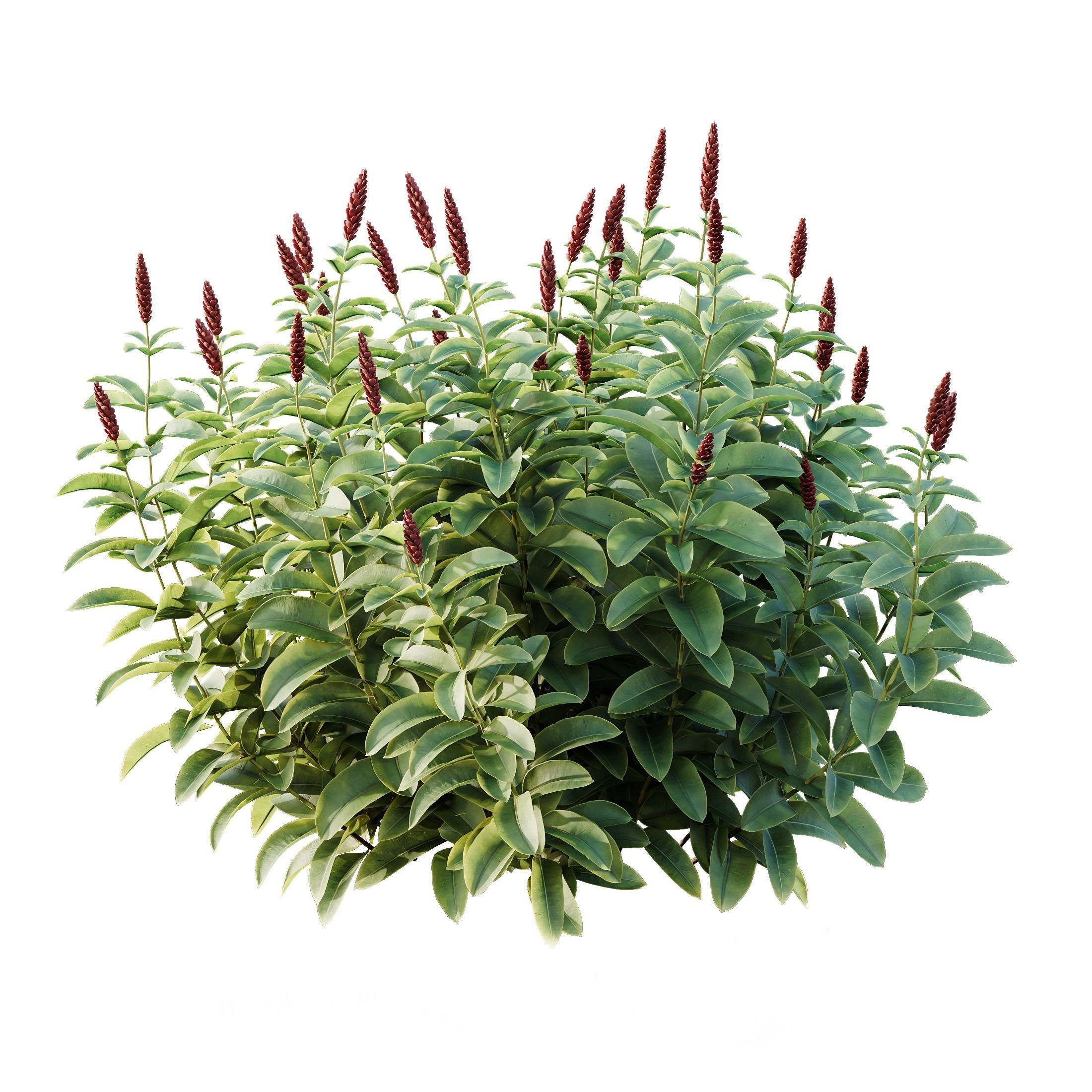 Myrtle White Flower little and Malay Ginger 3D model_4