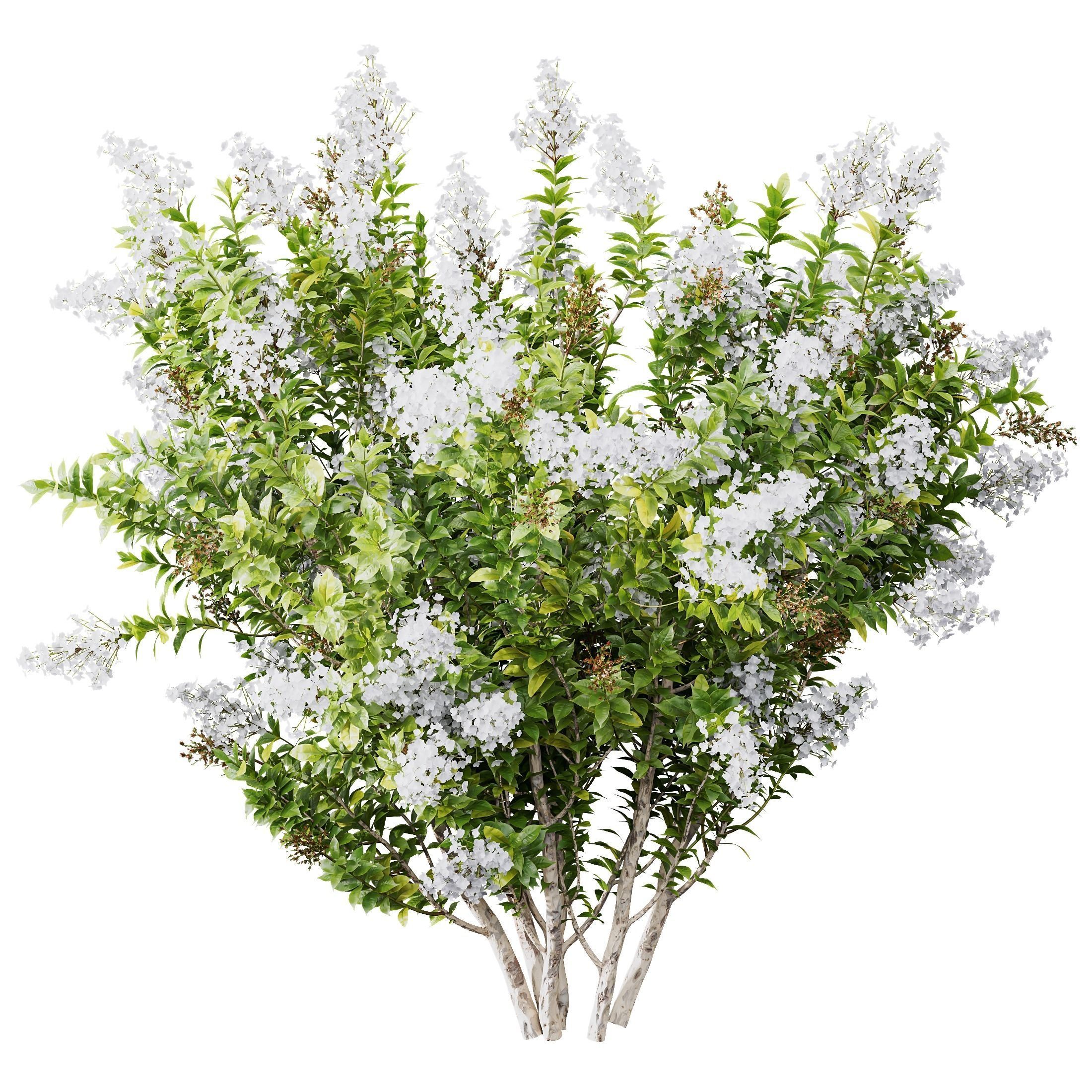 Myrtle White Flower little and Malay Ginger 3D model_3