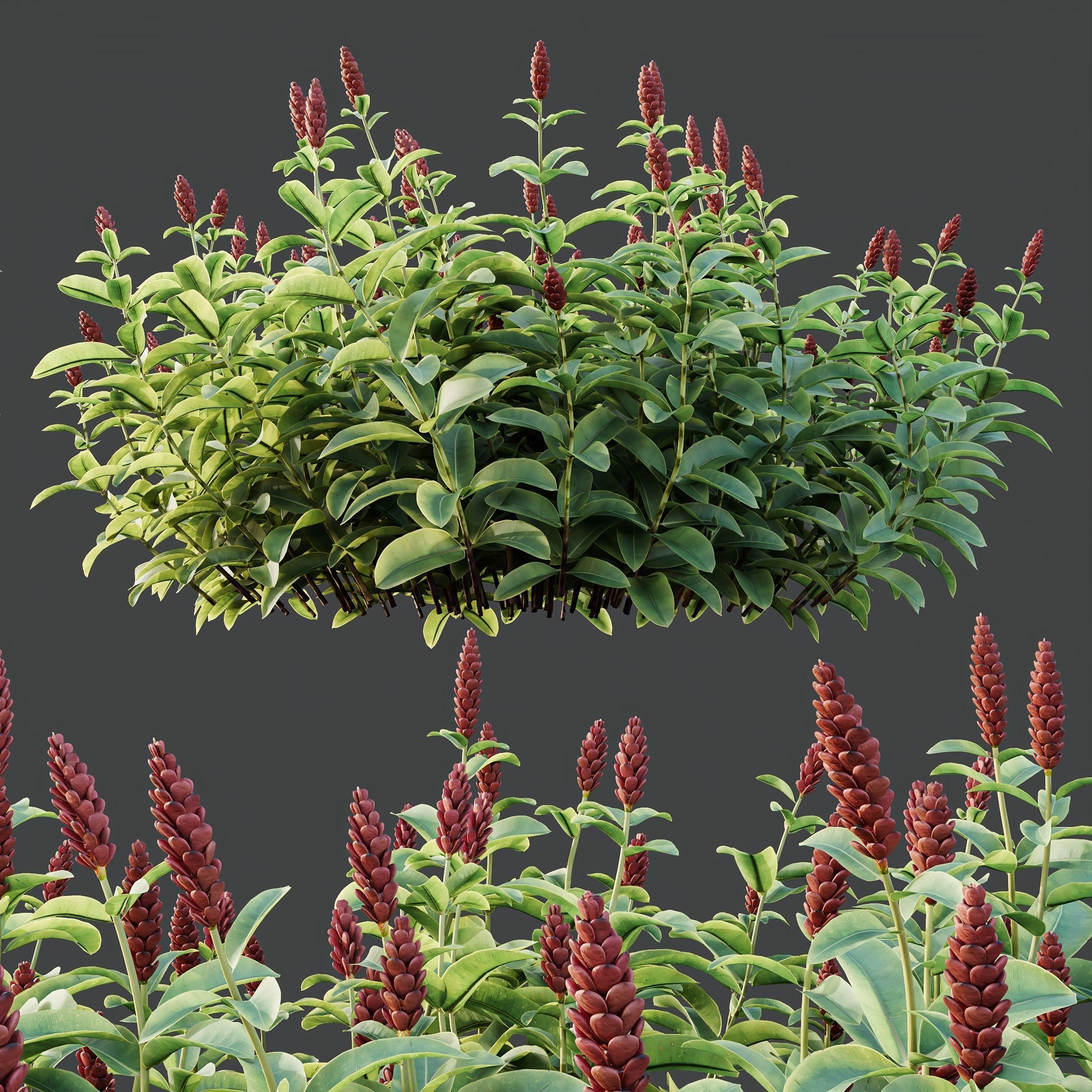 Myrtle White Flower little and Malay Ginger 3D model_2