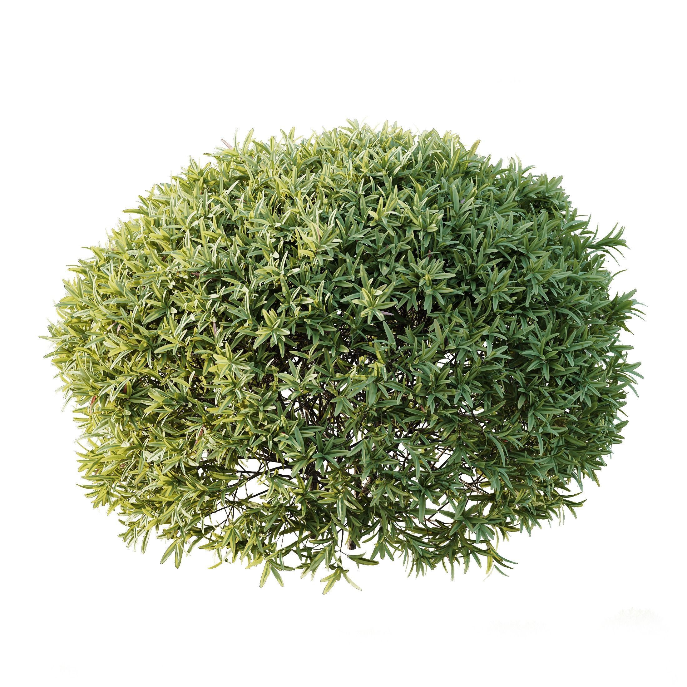 spring bush 3D model_2