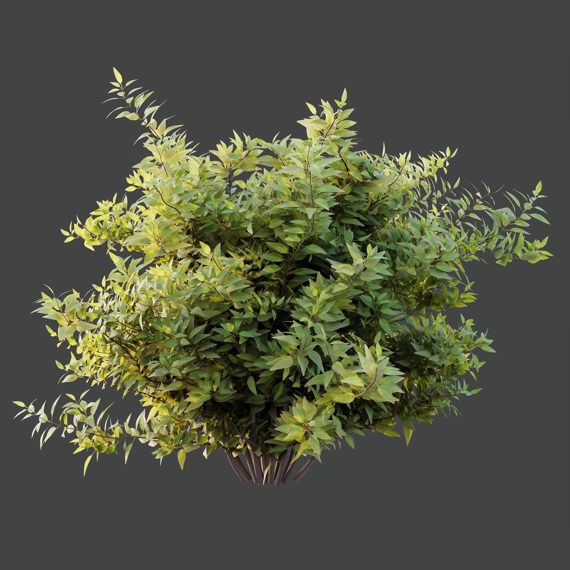 spring bush 3D model_3