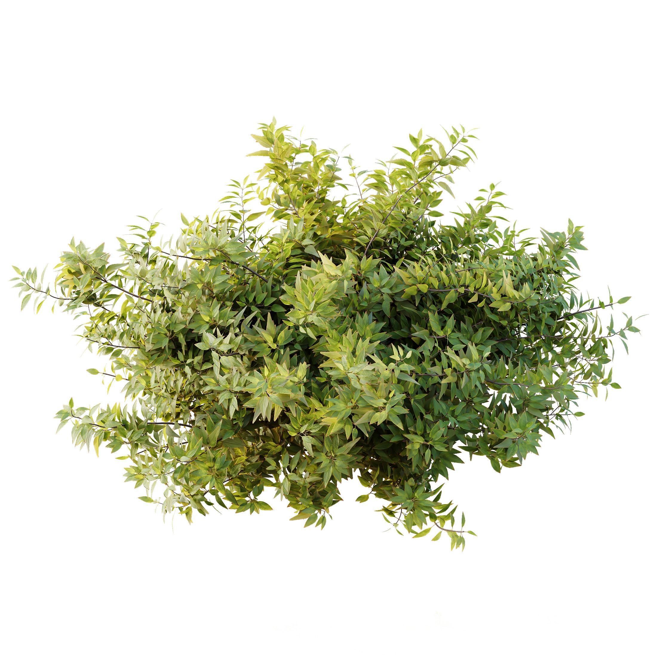 spring bush 3D model_1