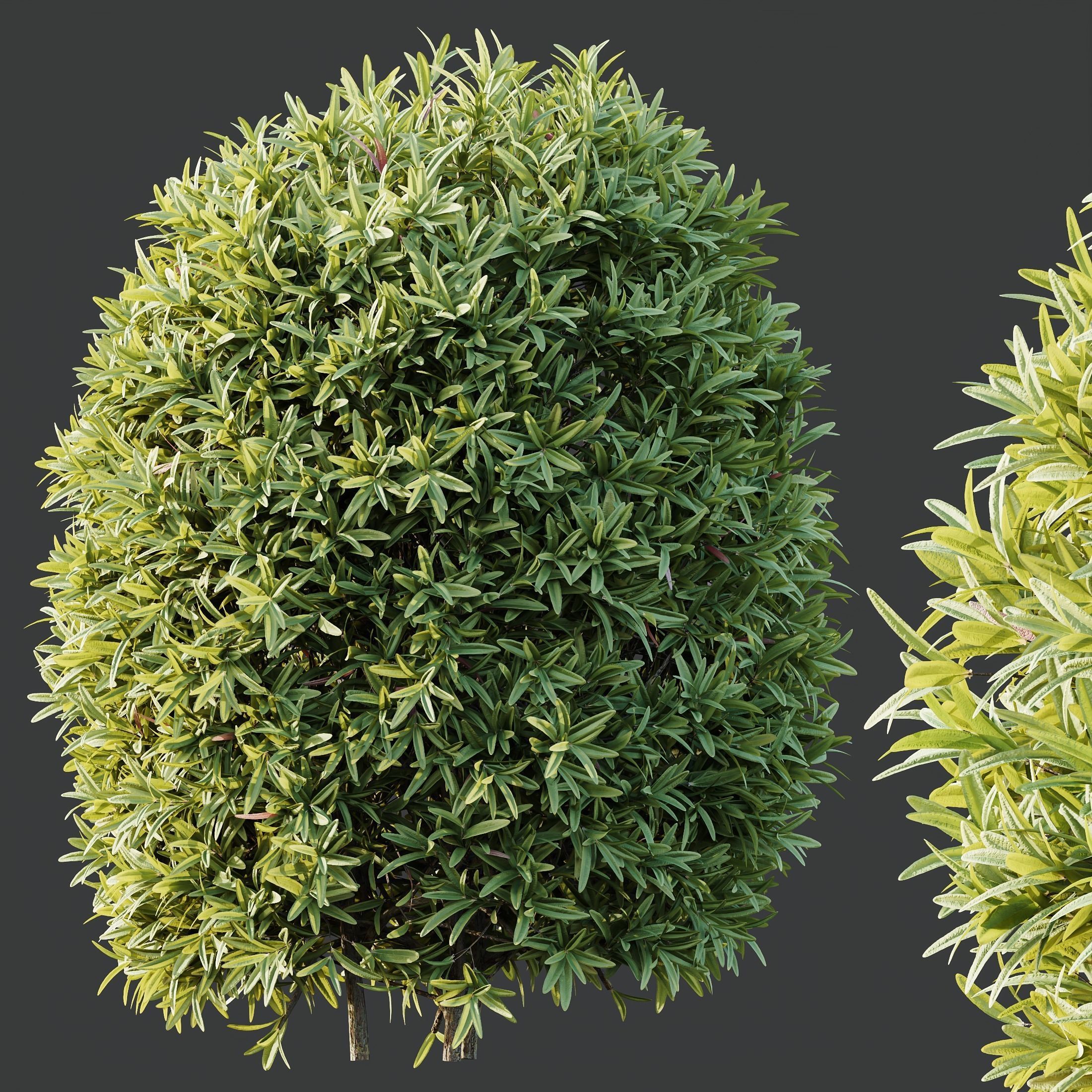 spring bush 3D model_4