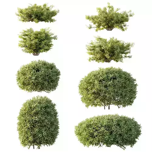 spring bush 3D model
