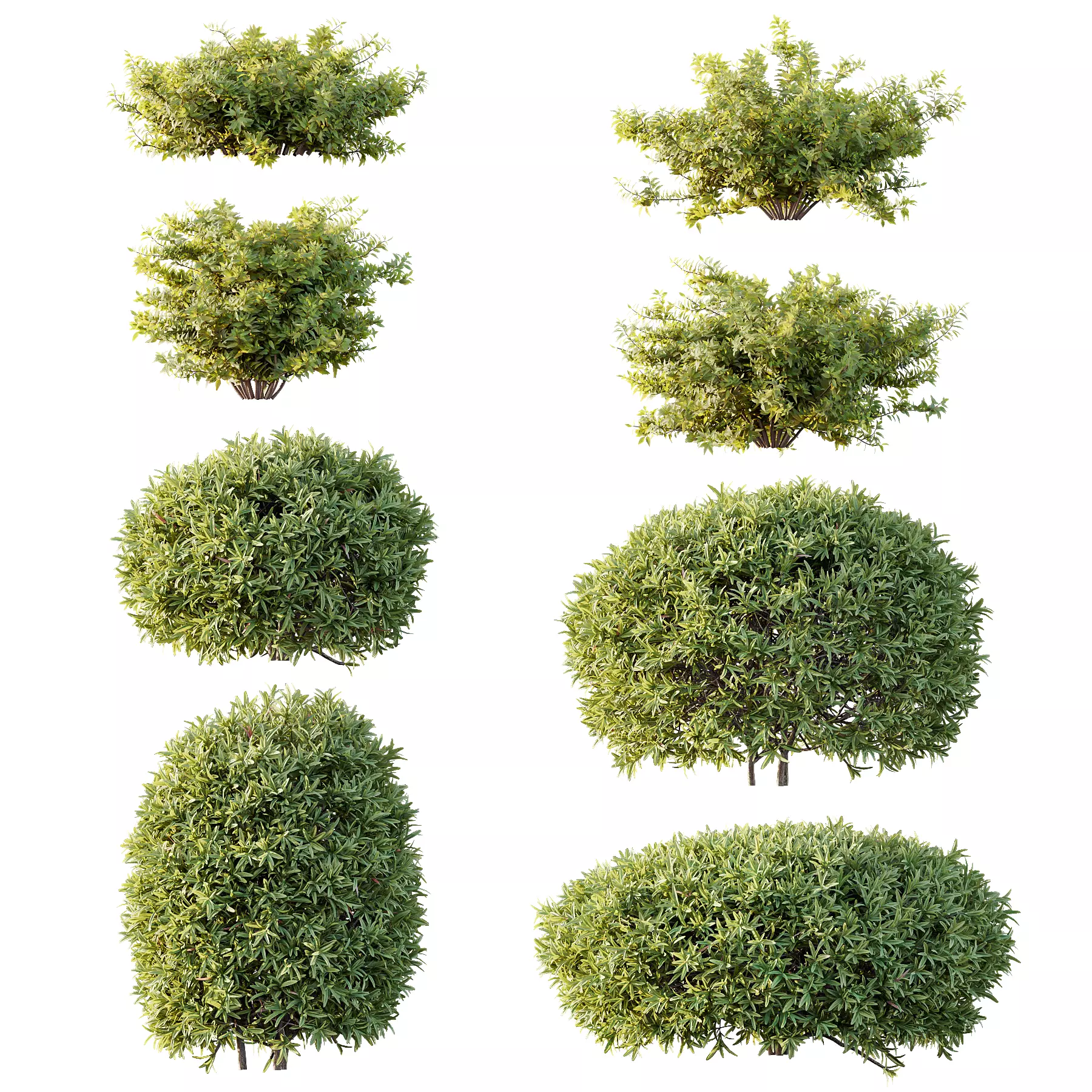 spring bush 3D model_0