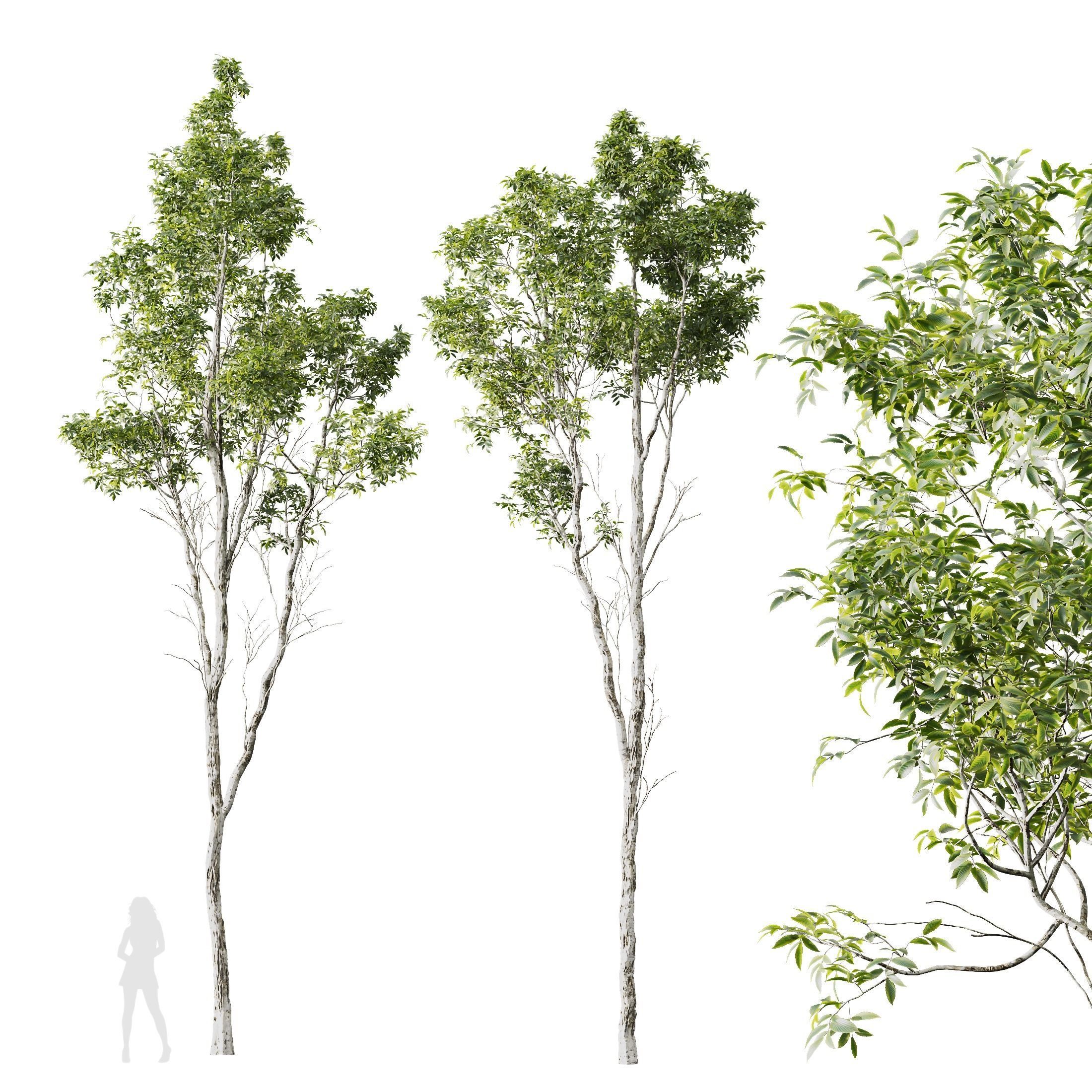 spring trees Betula Pendula and Castanea Sativa 3D model_5