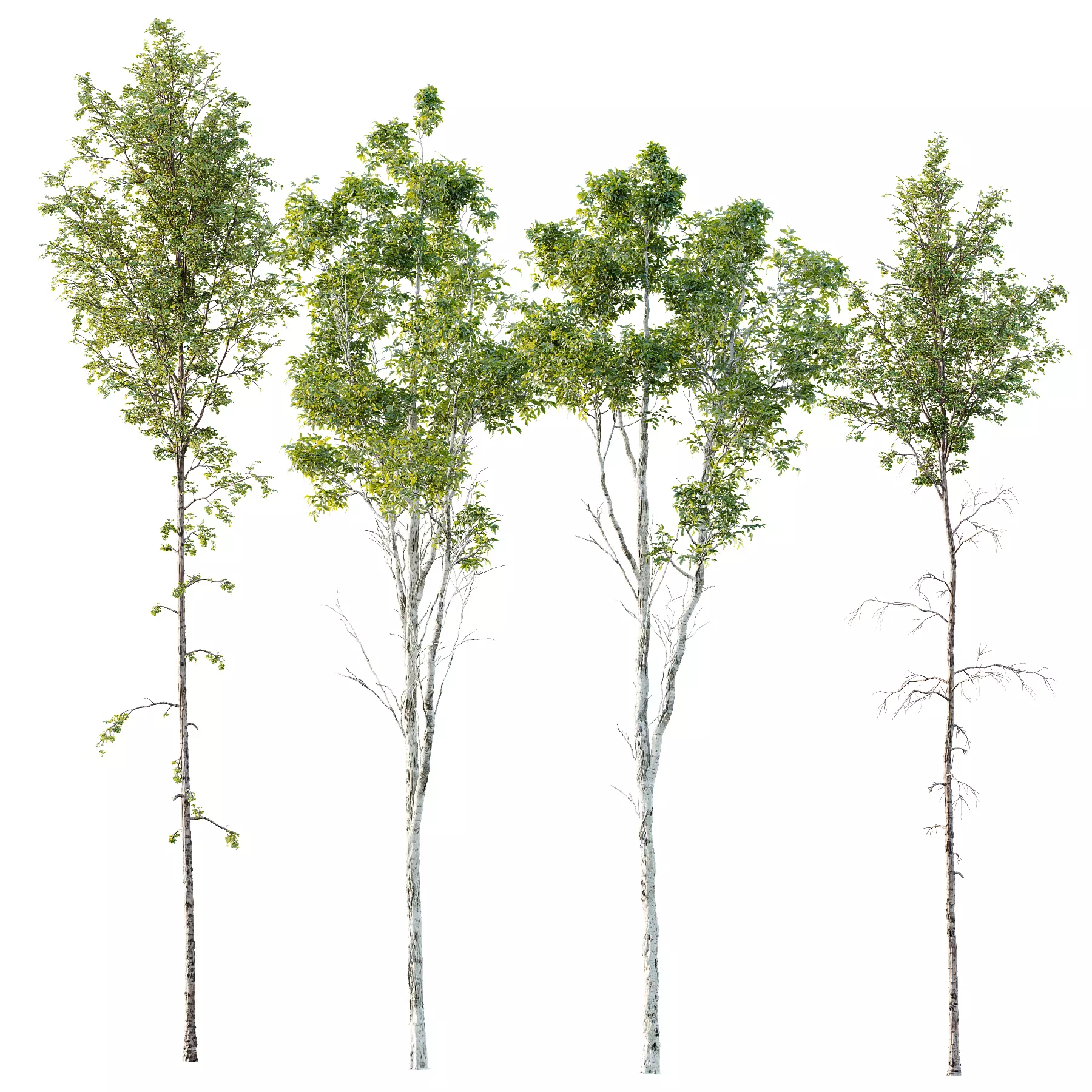spring trees Betula Pendula and Castanea Sativa 3D model_0