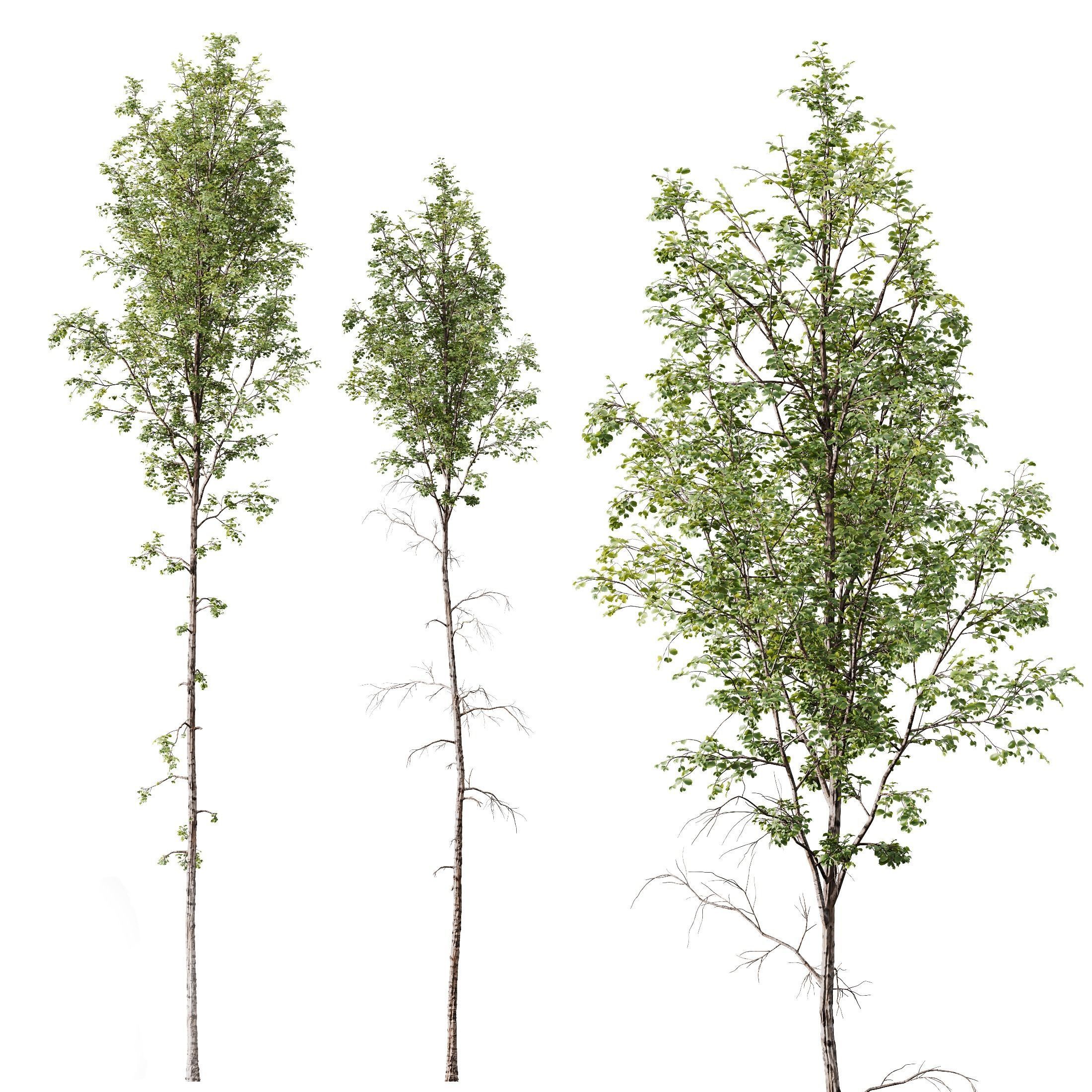 spring trees Betula Pendula and Castanea Sativa 3D model_4