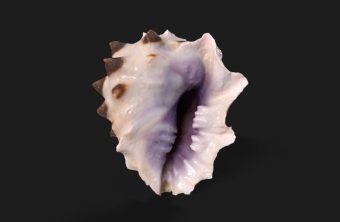 Drupa Morum Sea Shell