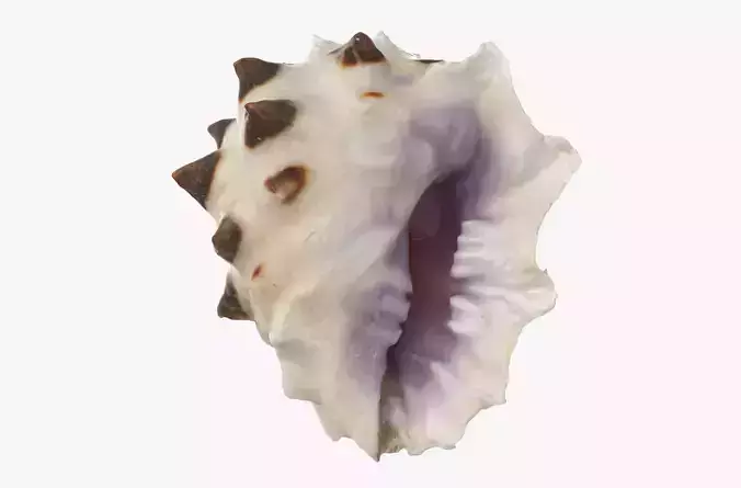 Drupa Morum Sea Shell Low-poly 3D model