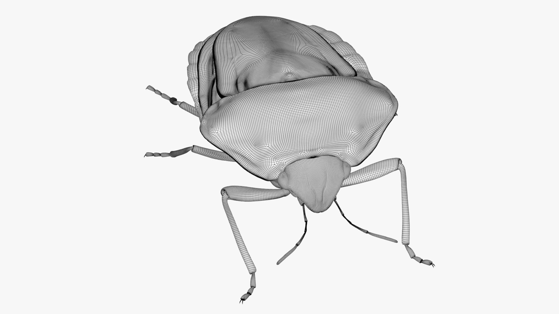 Lifelike Stink bug Low-poly 3D model_11
