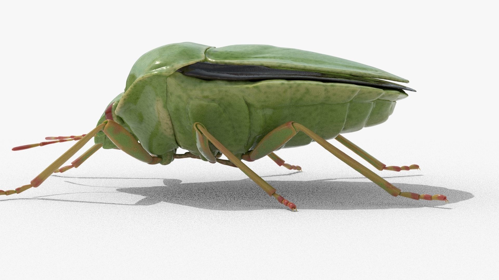 Lifelike Stink bug Low-poly 3D model_4
