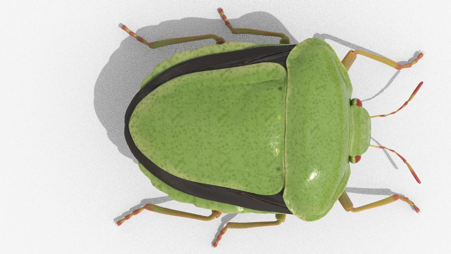 Lifelike Stink bug Low-poly 3D model_5