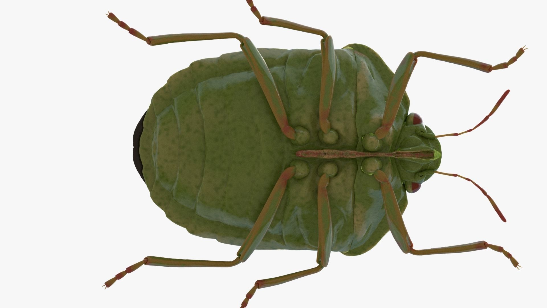 Lifelike Stink bug Low-poly 3D model_7