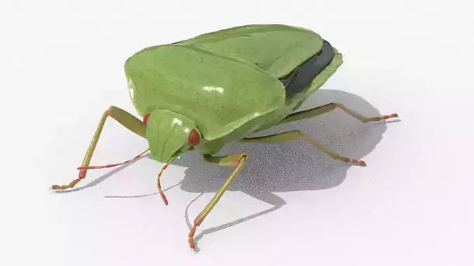 Lifelike Stink bug