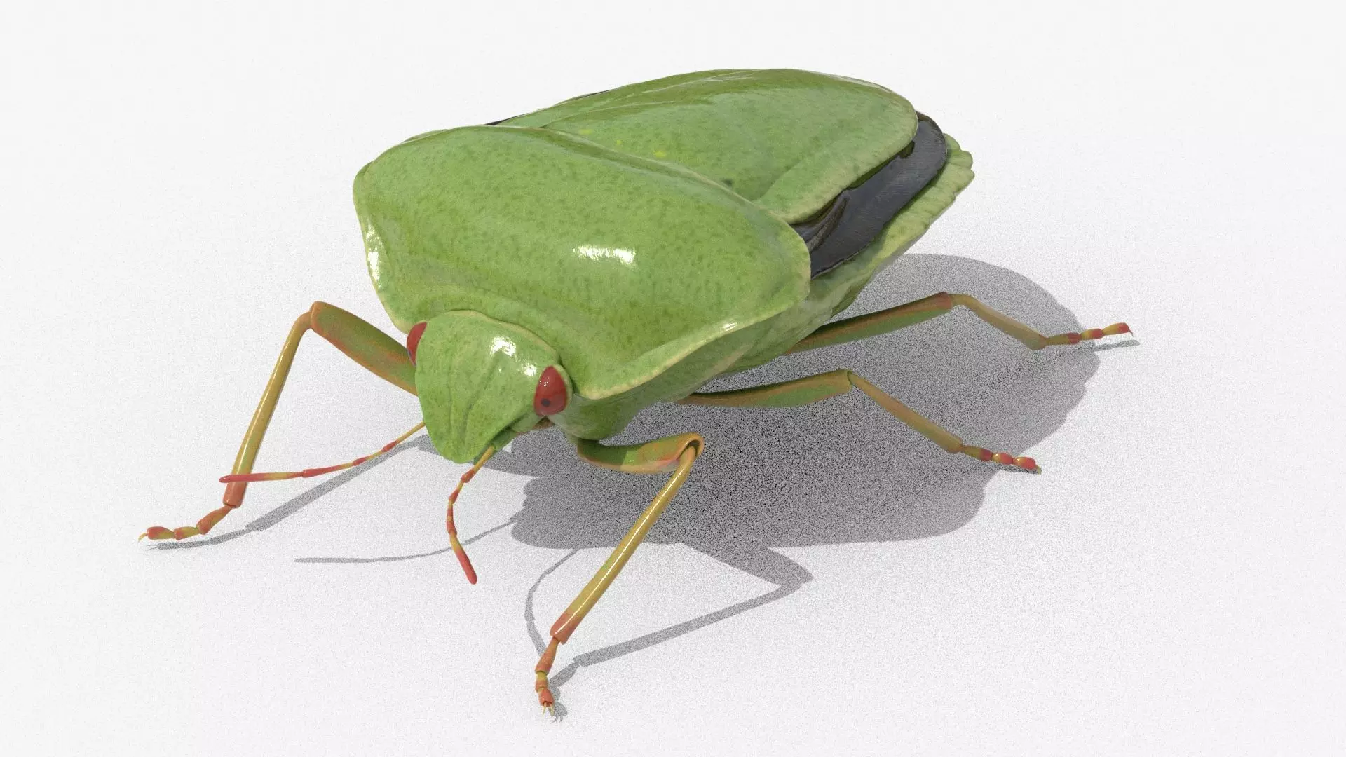 Lifelike Stink bug Low-poly 3D model_0