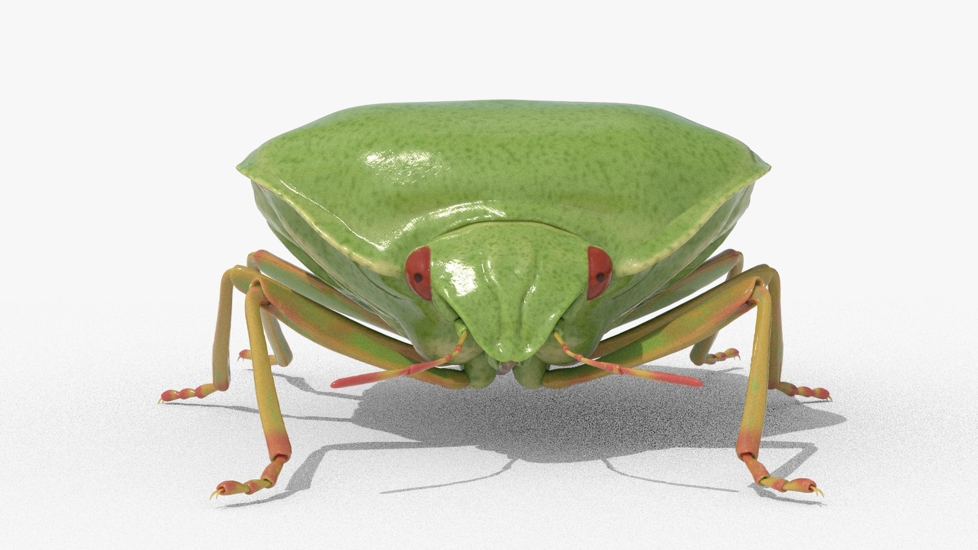 Lifelike Stink bug Low-poly 3D model_1