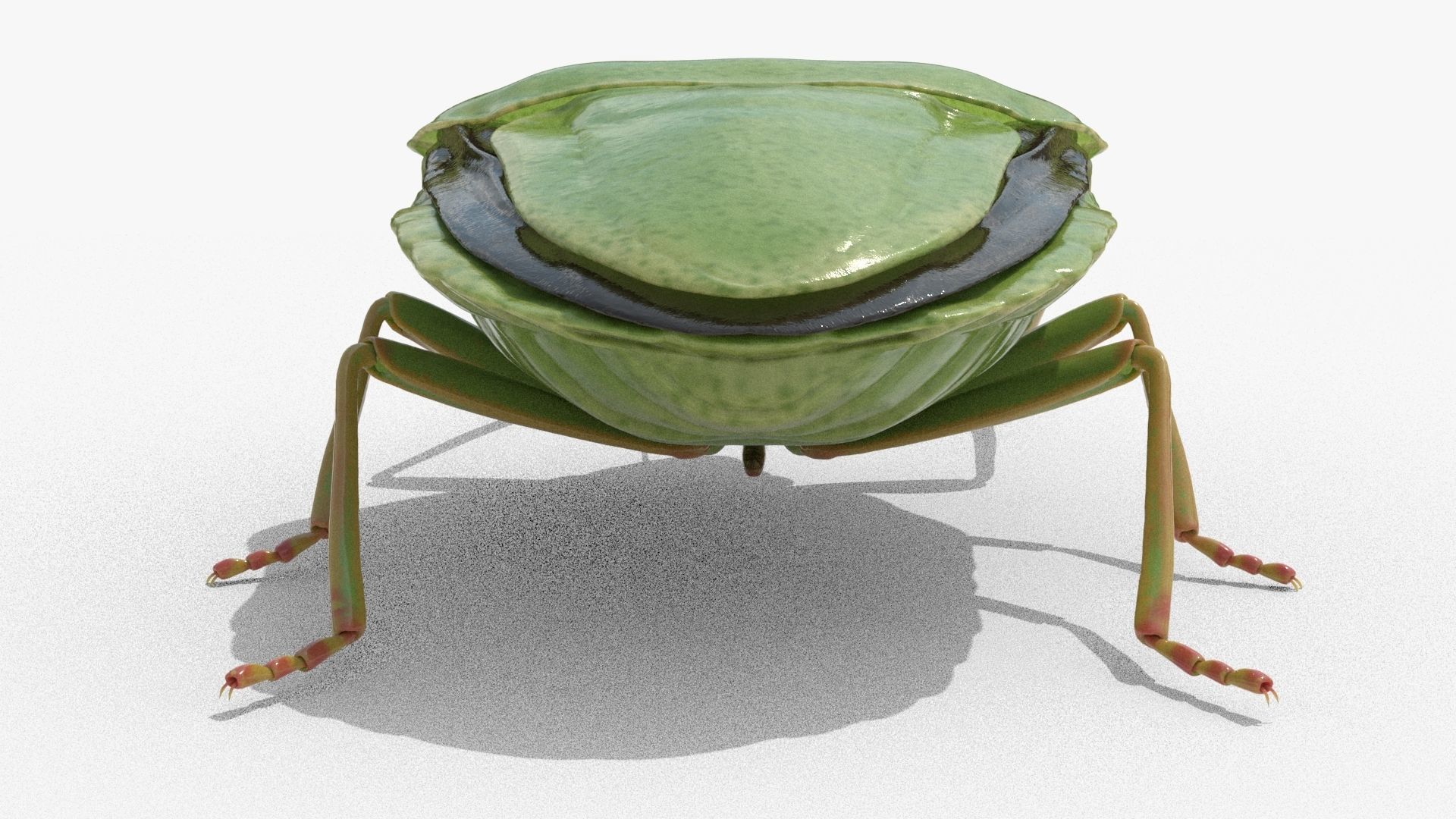 Lifelike Stink bug Low-poly 3D model_6