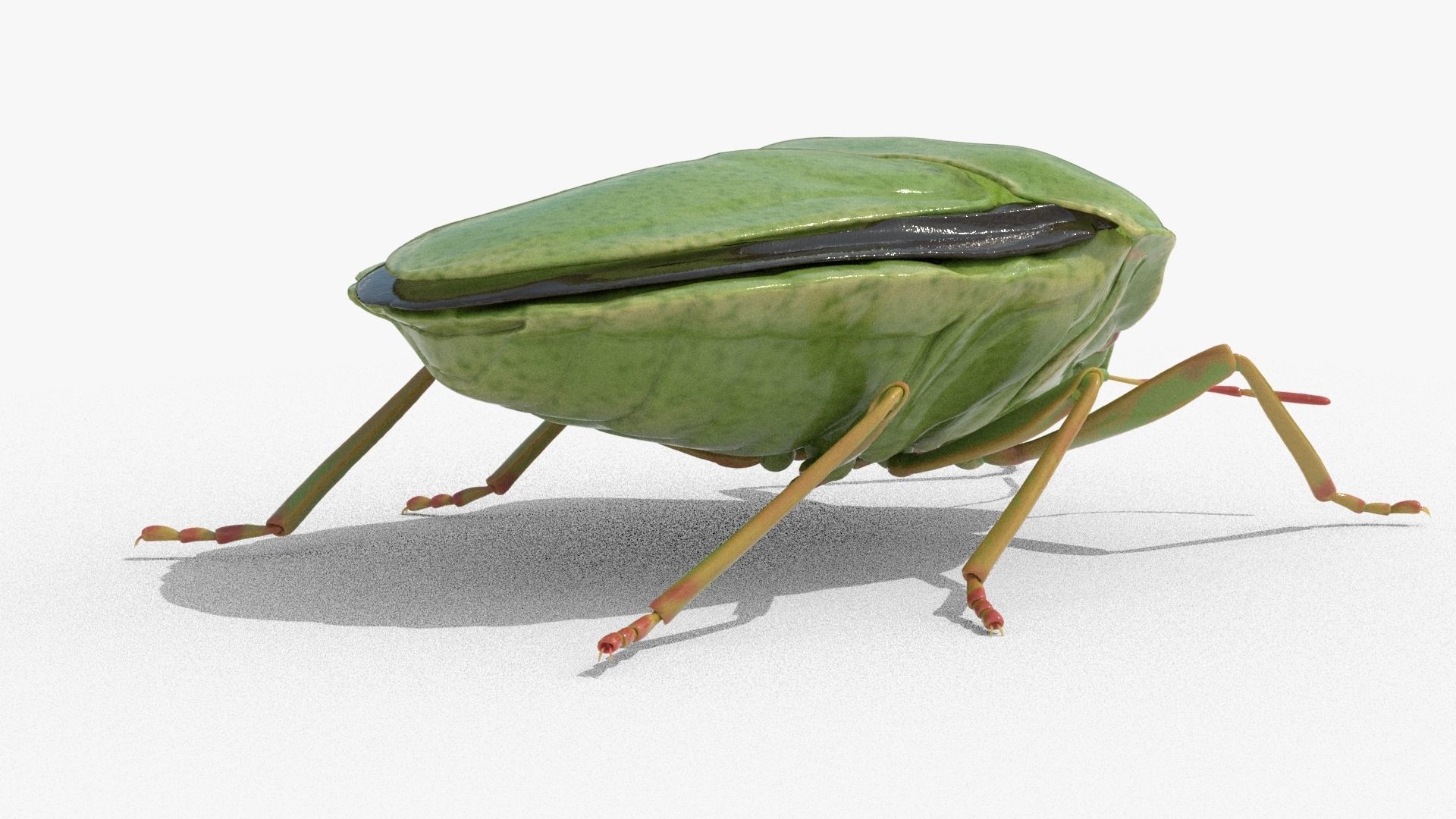 Lifelike Stink bug Low-poly 3D model_9