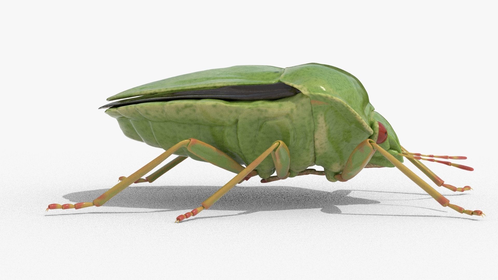 Lifelike Stink bug Low-poly 3D model_2