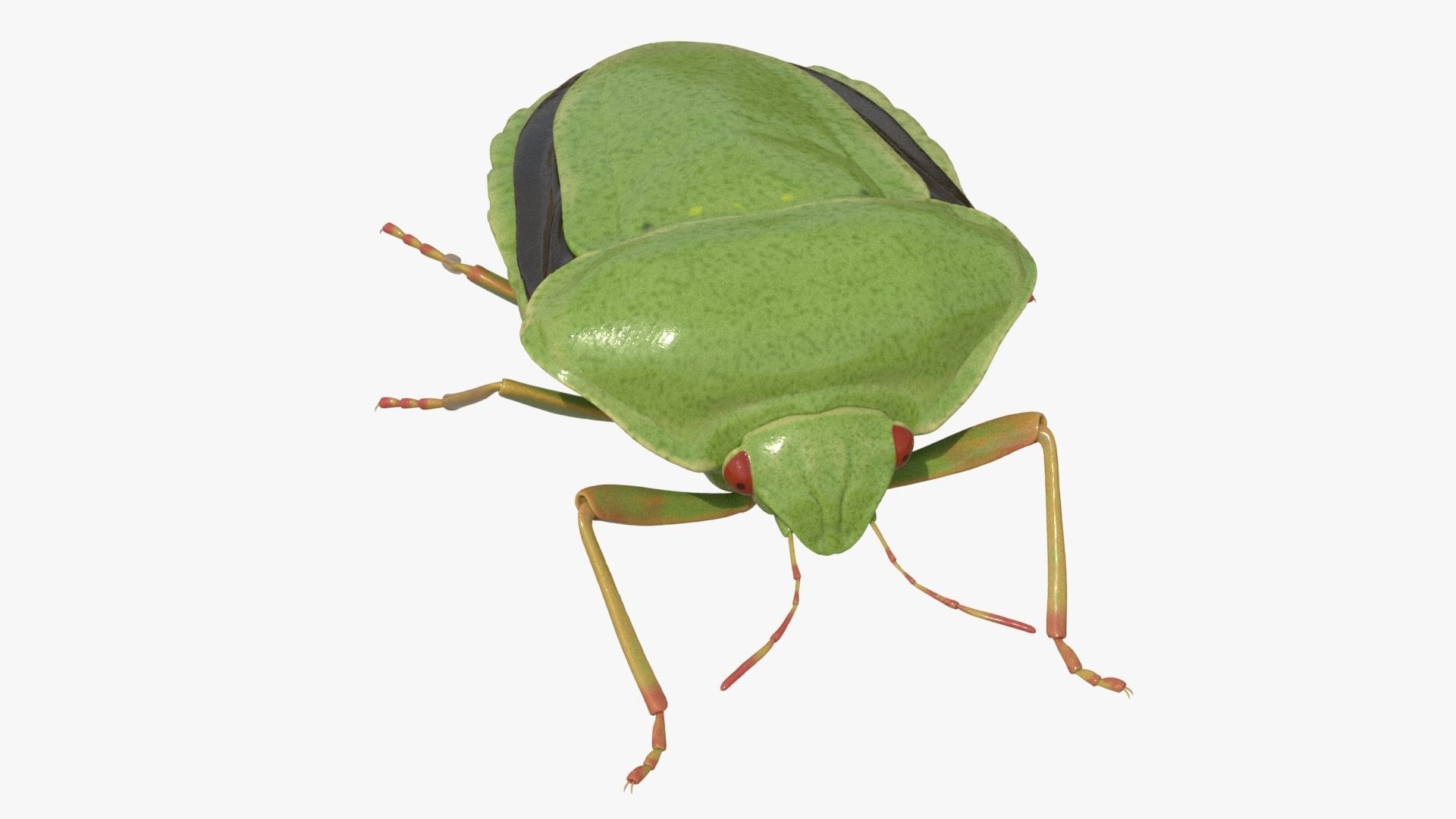 Lifelike Stink bug Low-poly 3D model_13