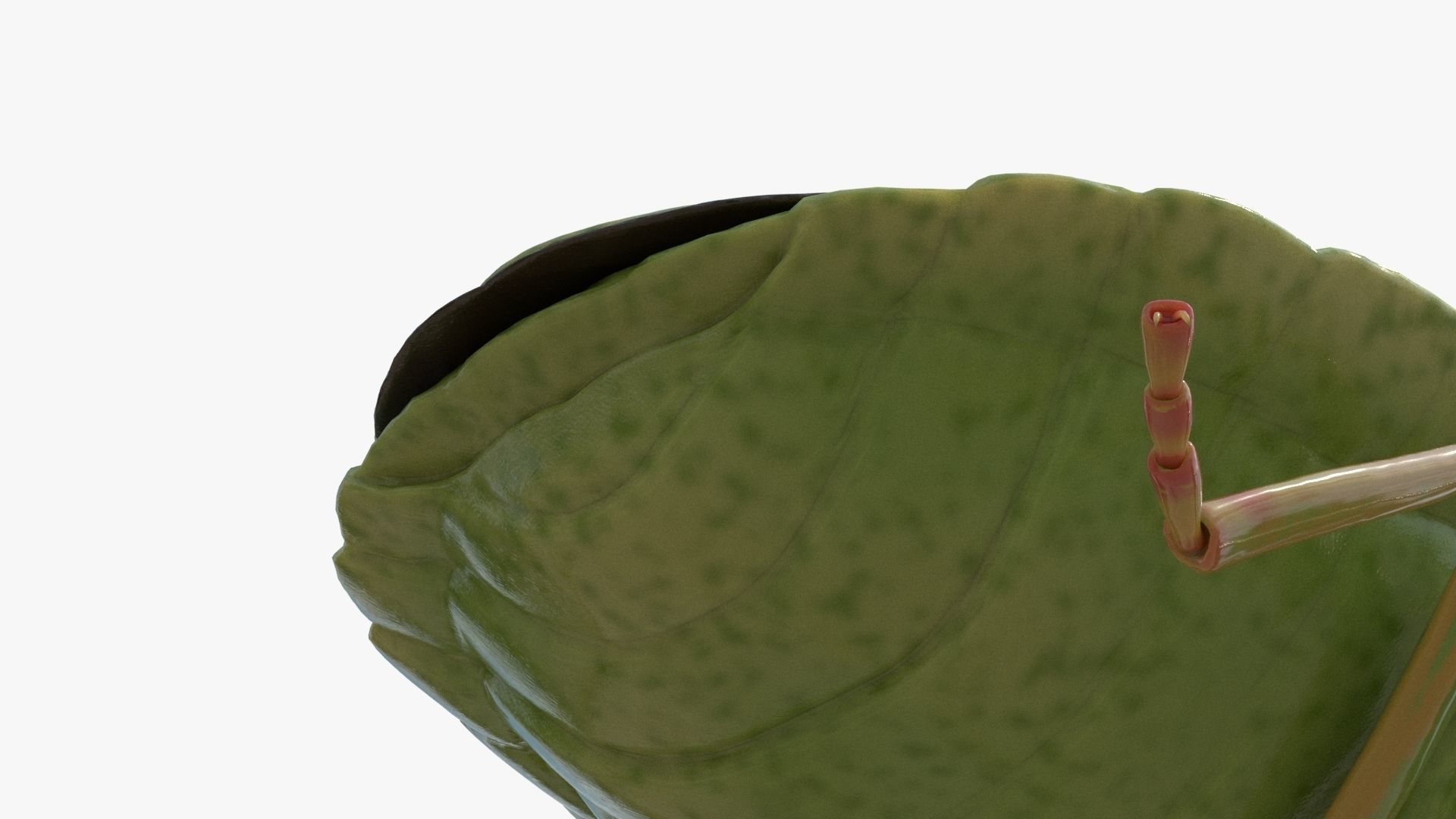 Lifelike Stink bug Low-poly 3D model_10