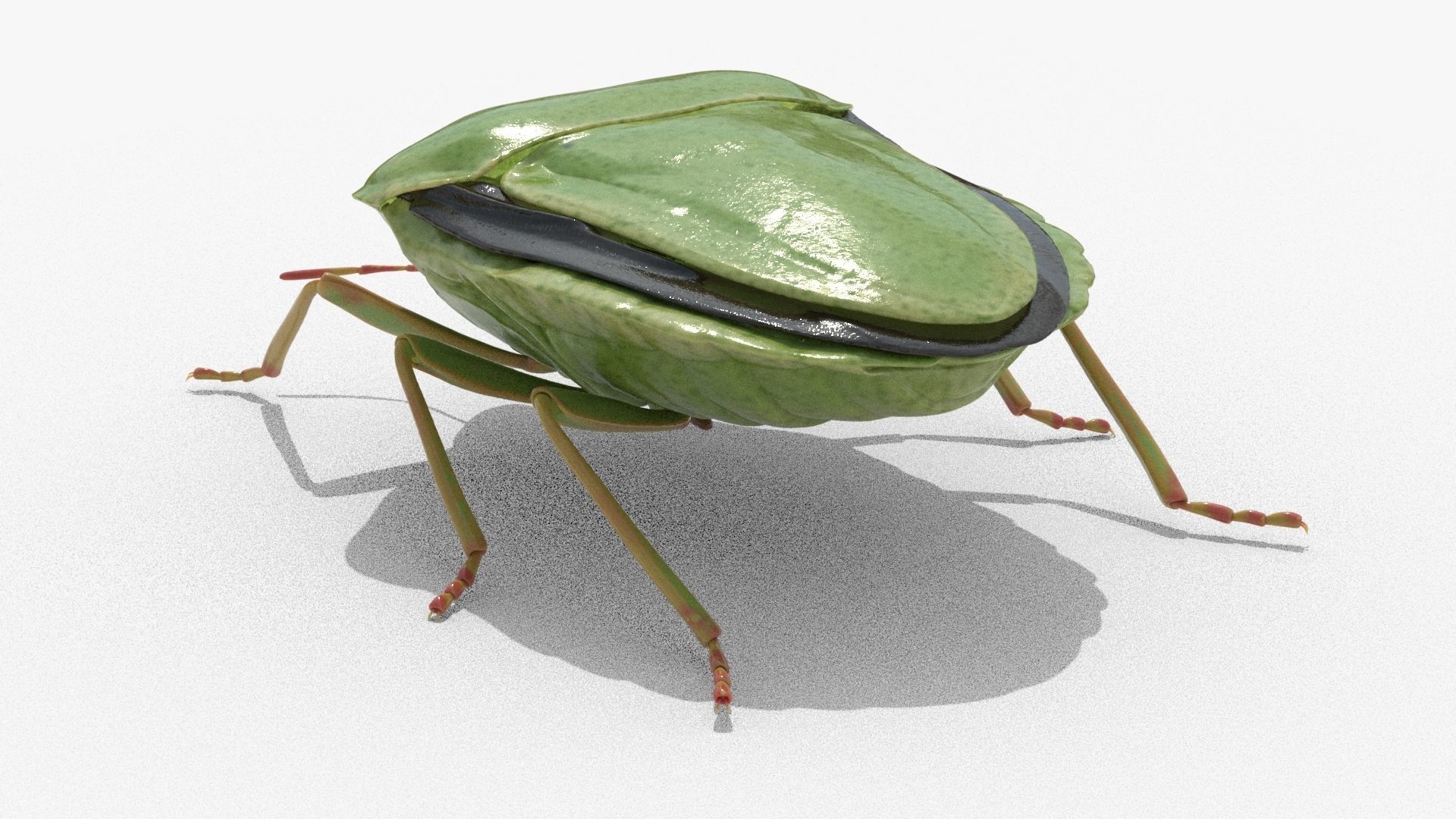 Lifelike Stink bug Low-poly 3D model_12