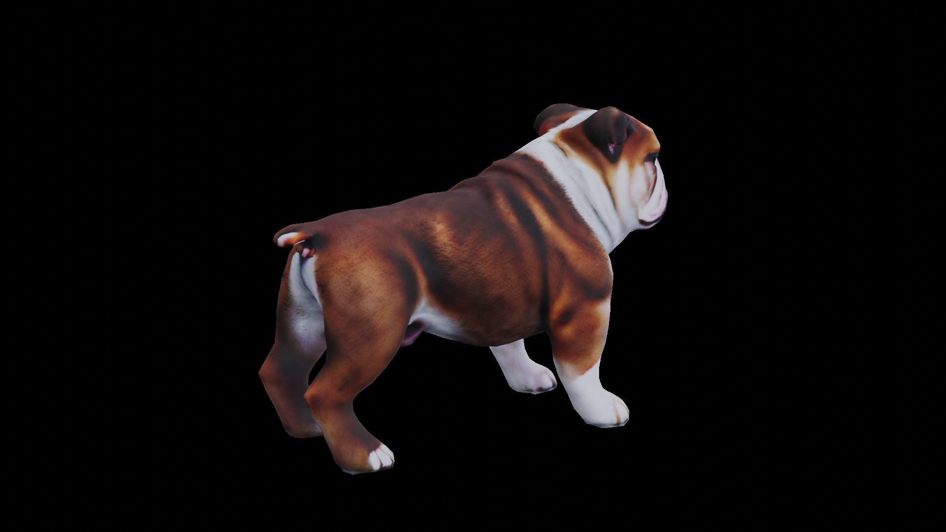 Realistic bulldog low poly  Low-poly 3D model_9