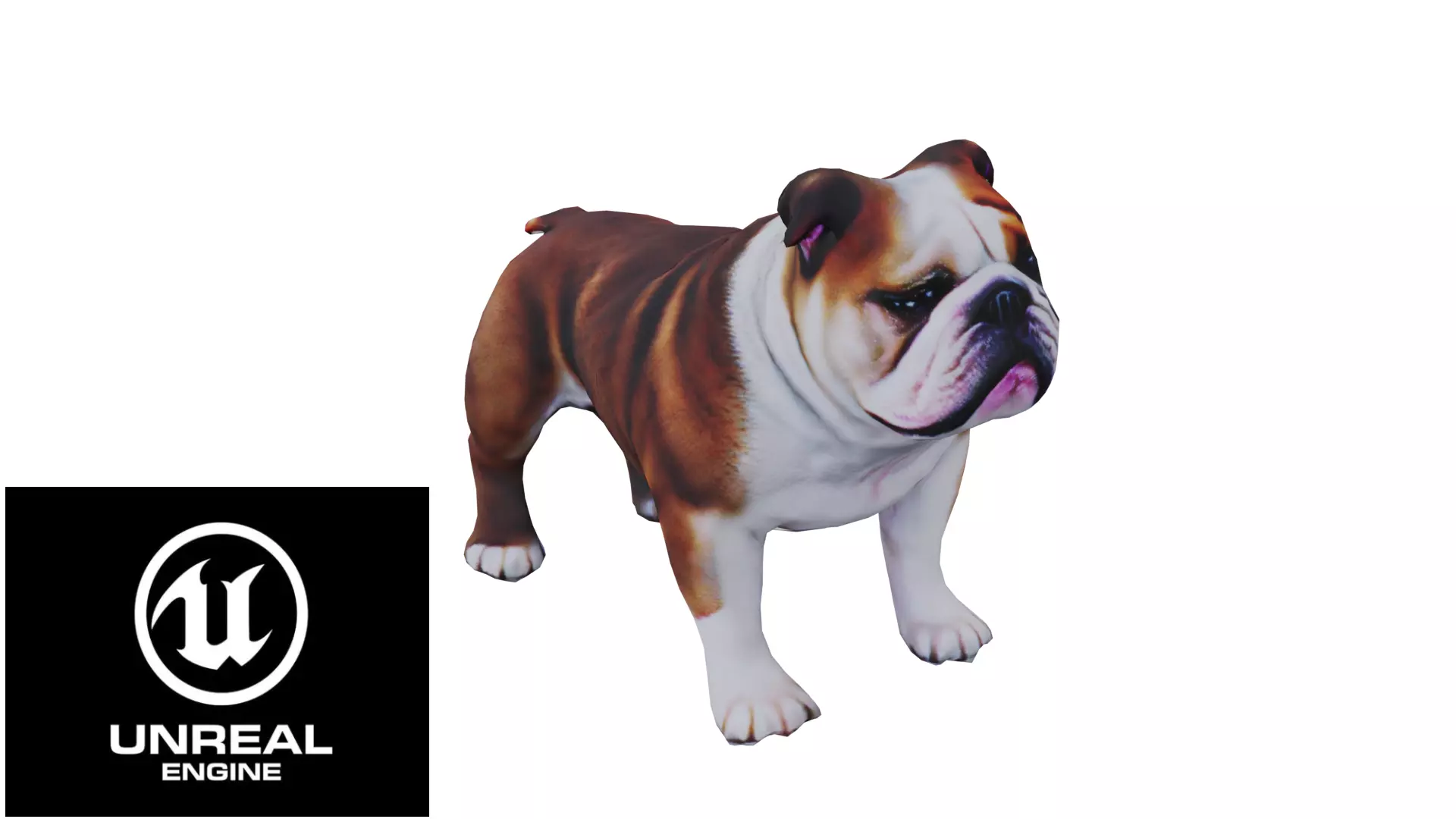 Realistic bulldog low poly  Low-poly 3D model_0