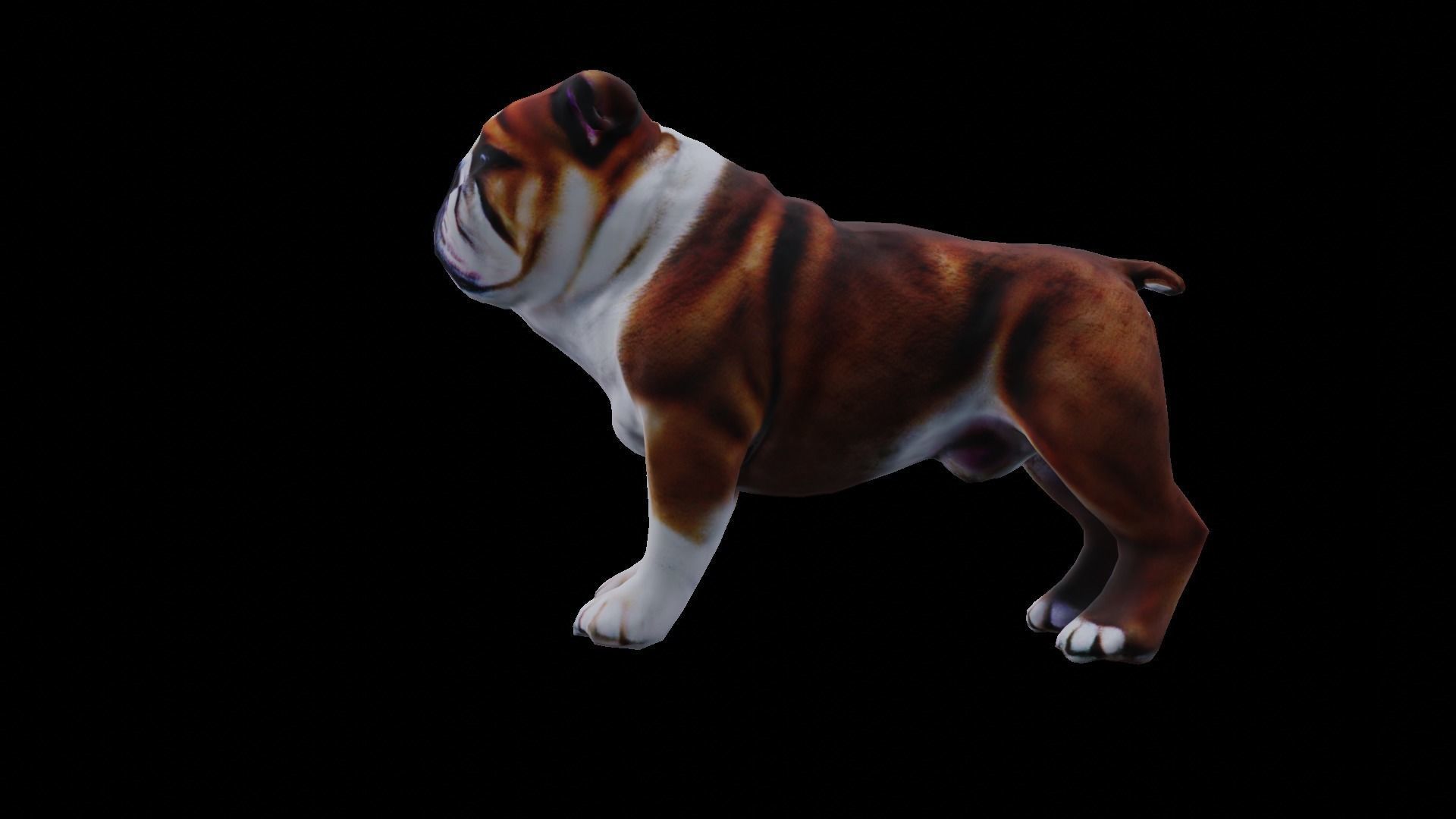 Realistic bulldog low poly  Low-poly 3D model_5