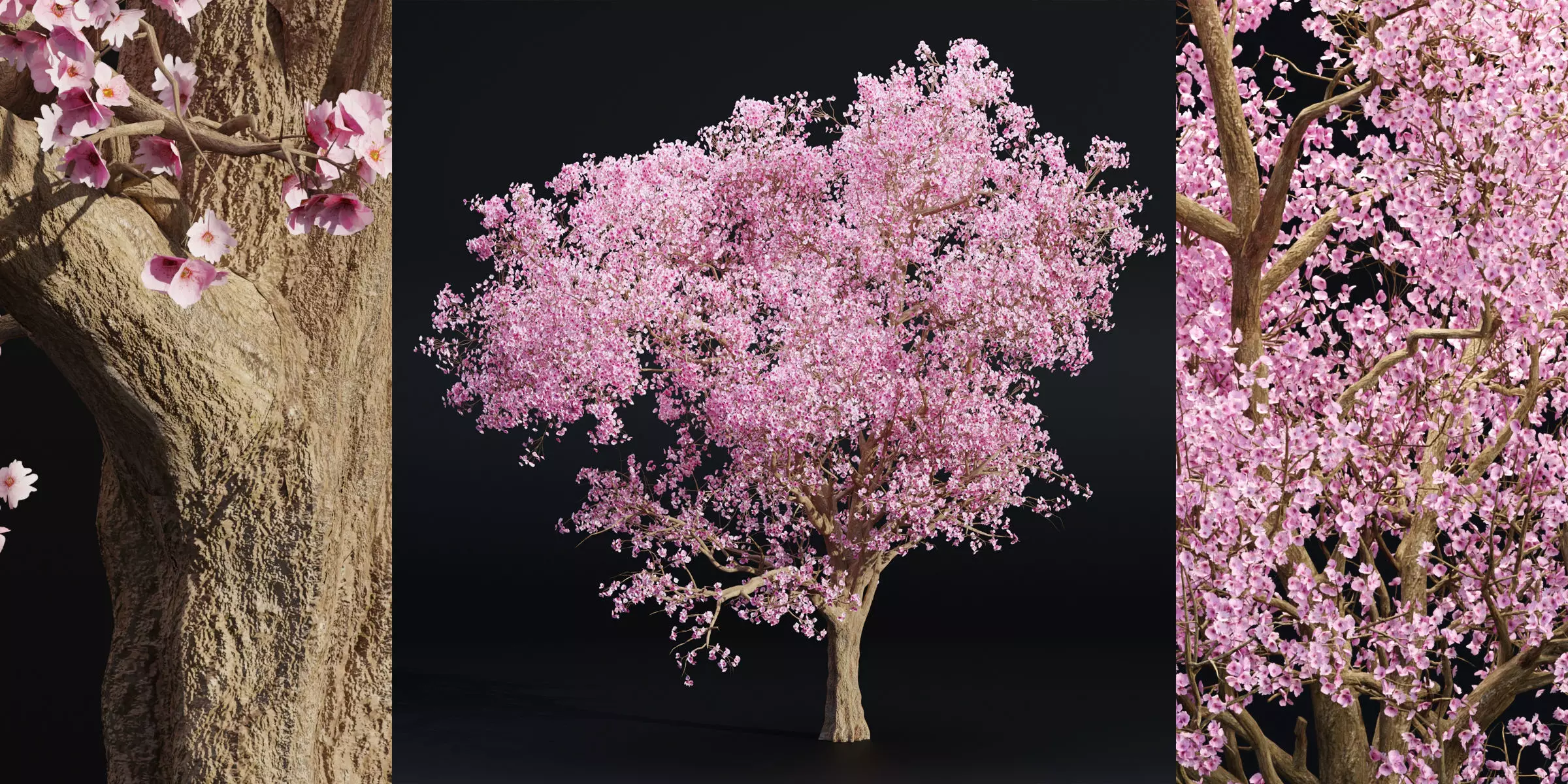East Asian Cherry vol 239-Blender 3D model_0