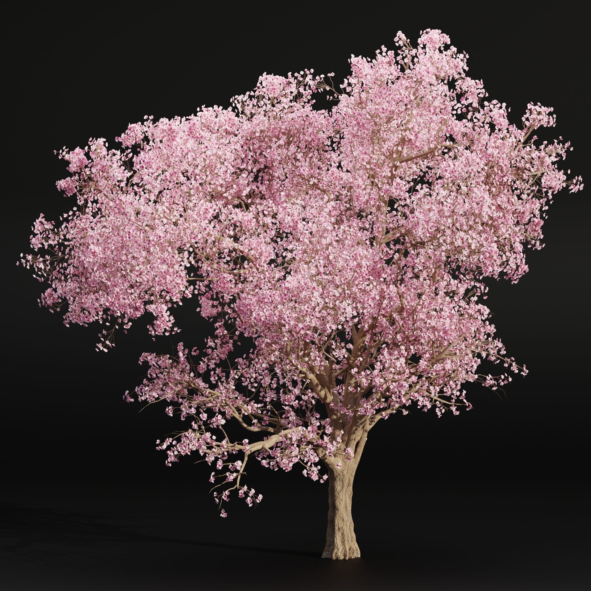 East Asian Cherry vol 239-Blender 3D model_2