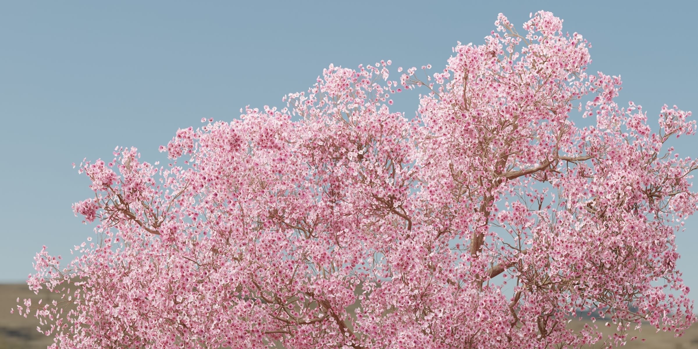 East Asian Cherry vol 239-Blender 3D model_1