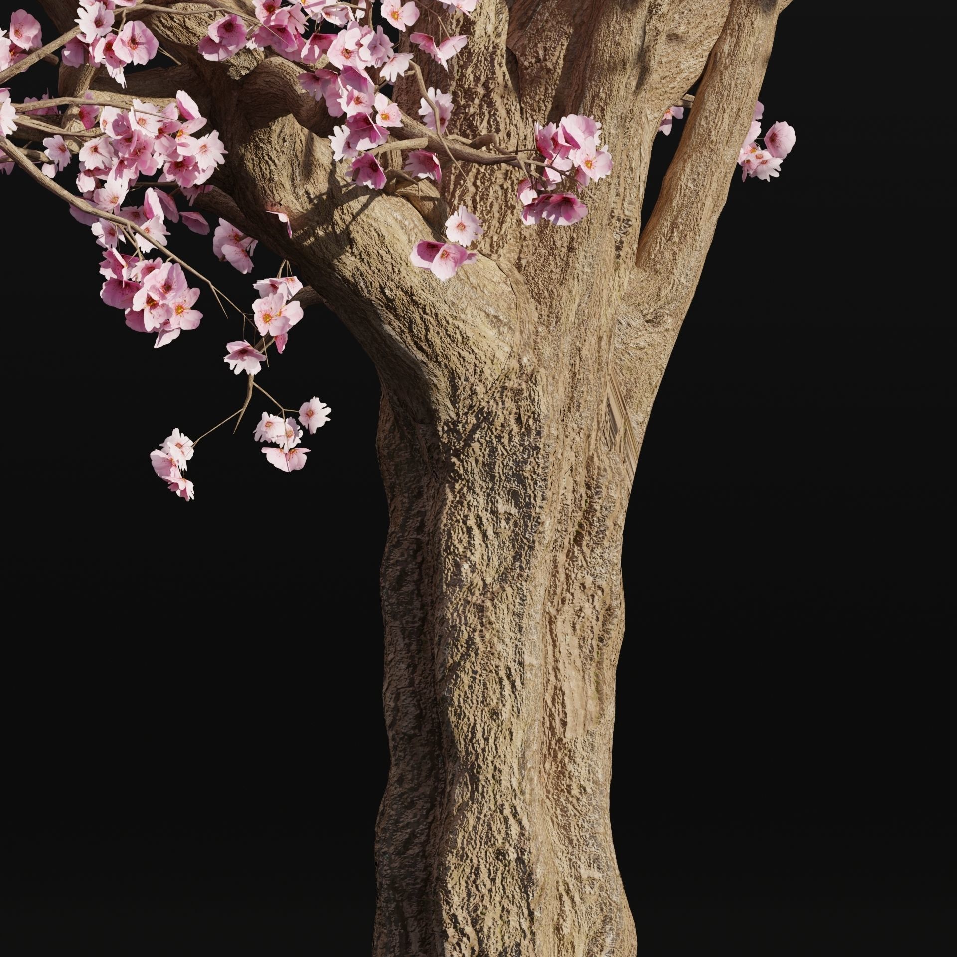 East Asian Cherry vol 239-Blender 3D model_3