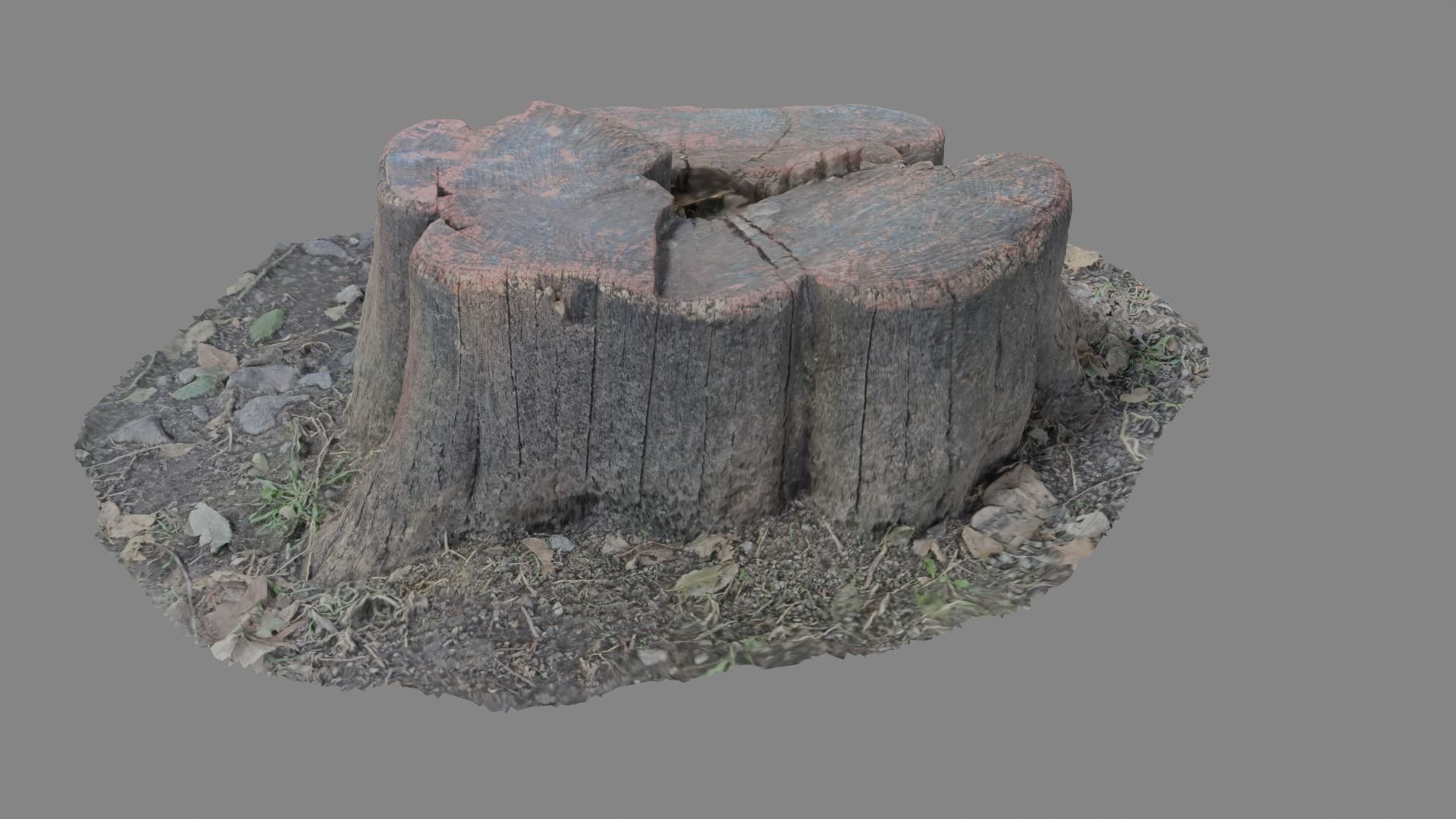 Forest stump scan pack collection 3D model 3D model_5