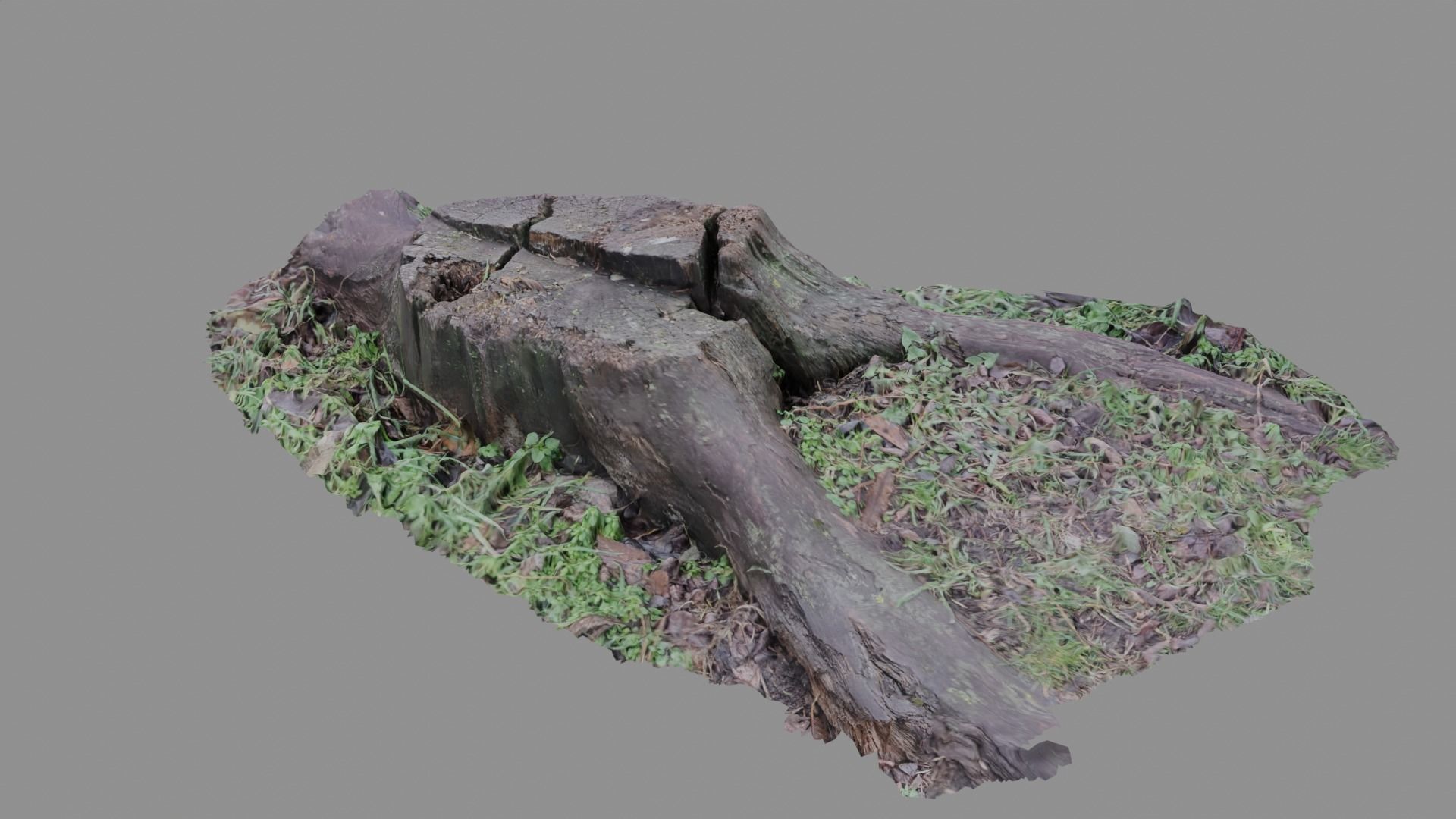Forest stump scan pack collection 3D model 3D model_4