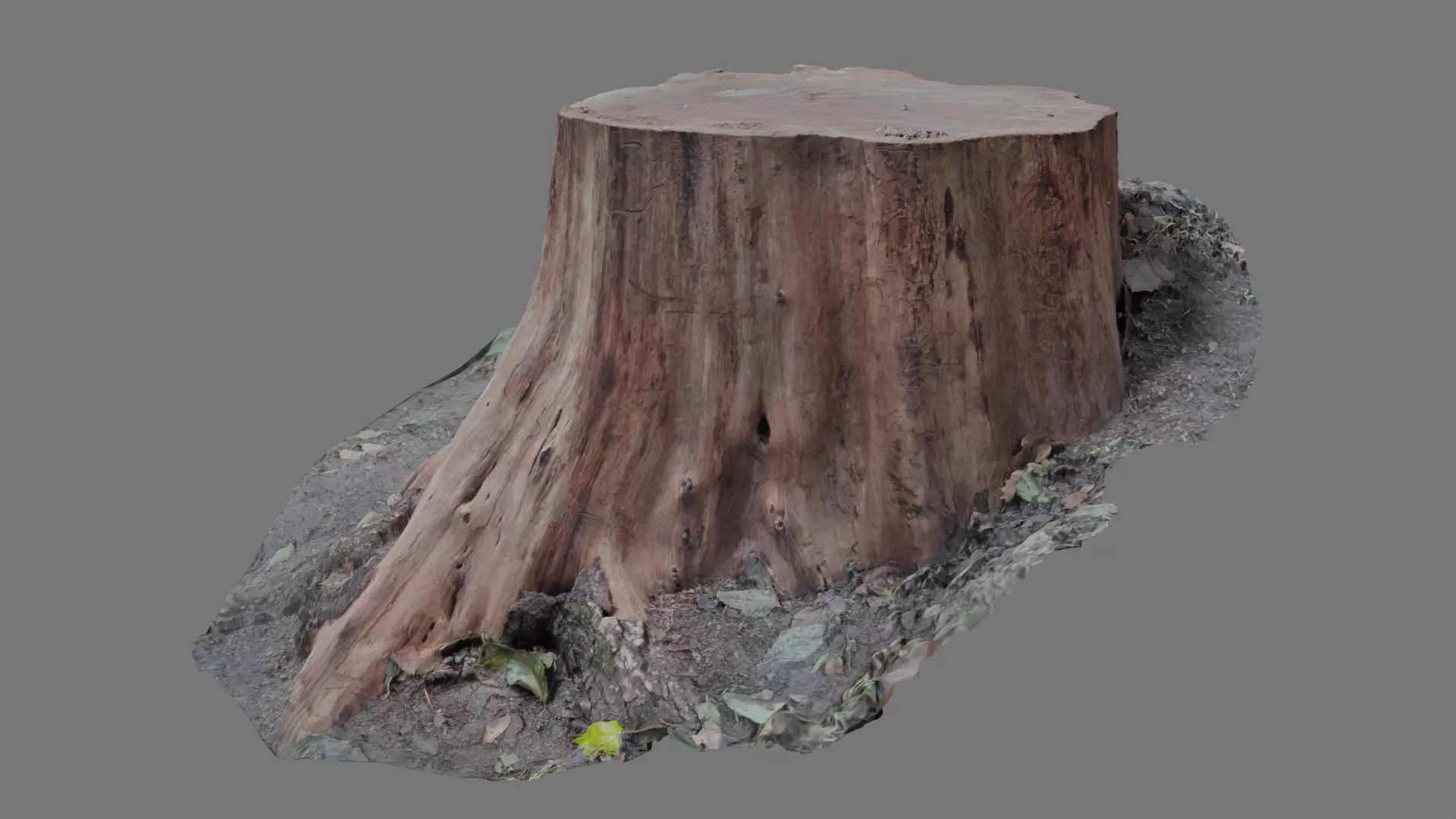 Forest stump scan pack collection 3D model 3D model_0